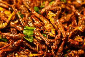 Close up of fried grasshoppers Fried insects mealworms for snack